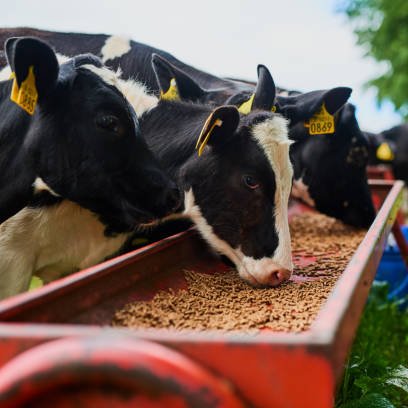 Animal Feed